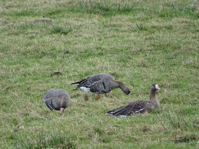 入到地方賽 入到地方賽